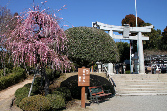 熊本で梅を愛でる1 水前寺公園_e0048413_19103157.jpg