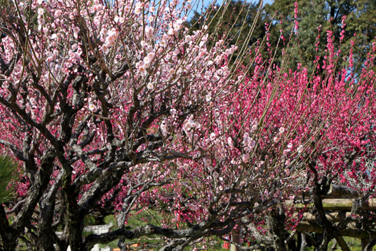 熊本で梅を愛でる1 水前寺公園_e0048413_19111198.jpg