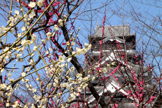 熊本で梅を愛でる２　熊本城_e0048413_21503275.jpg