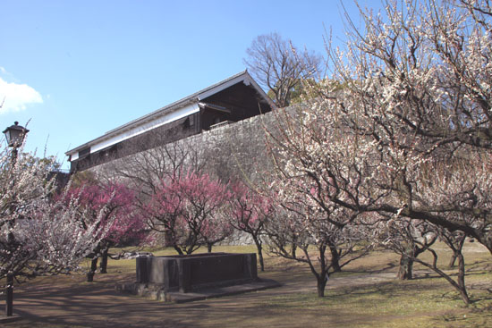 熊本で梅を愛でる２　熊本城_e0048413_21513931.jpg