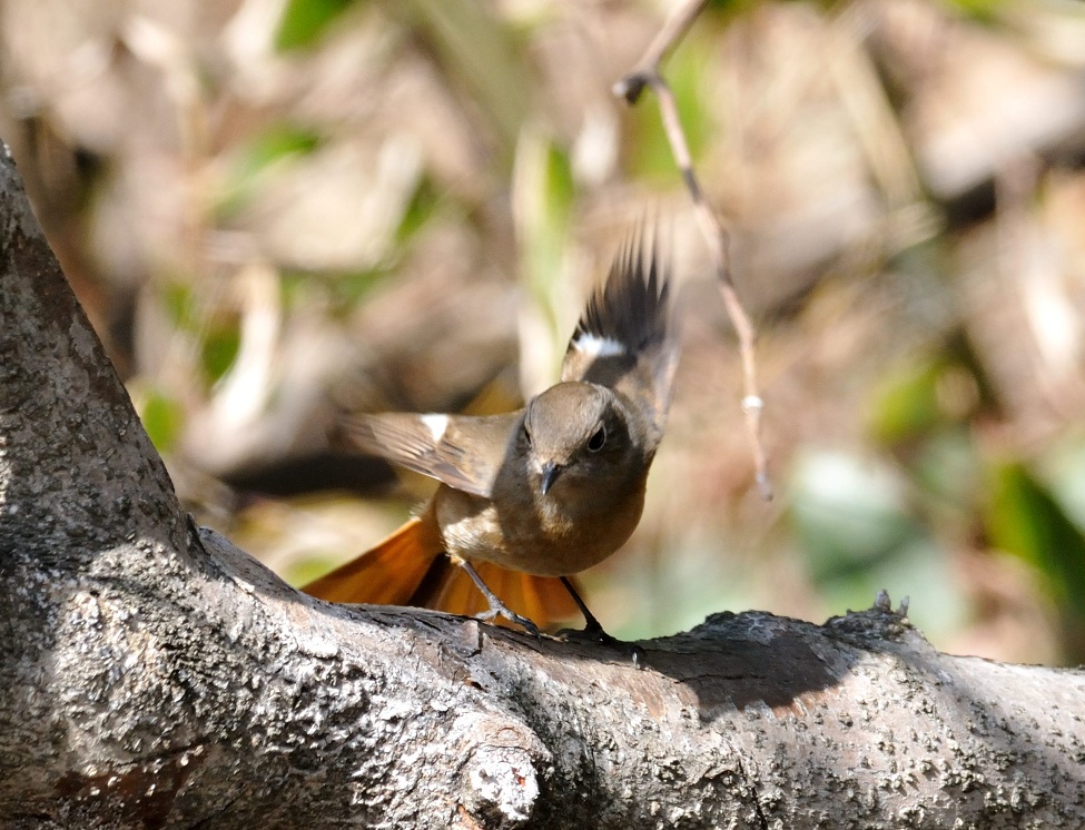 佐鳴湖公園の鳥さん_c0046520_2219854.jpg