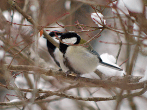 f0232920_1650445.gif