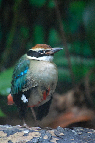 高知へお花見♪　藁焼きカツオ～動物園編_f0248120_20115456.jpg