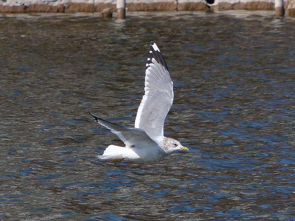 オオセグロカモメ（Slaty-backed gull）・・・上野・不忍池（１）_a0031821_12185536.jpg