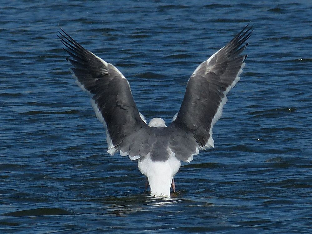 オオセグロカモメ（Slaty-backed gull）・・・上野・不忍池（１）_a0031821_1262328.jpg