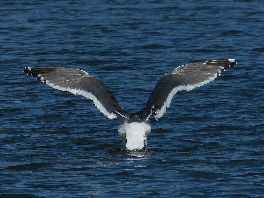 オオセグロカモメ（Slaty-backed gull）・・・上野・不忍池（１）_a0031821_1292555.jpg