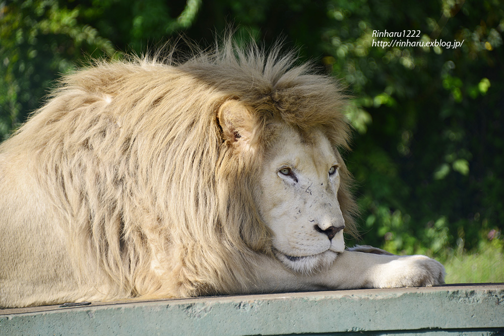 2012.10.5 那須サファリパーク☆ホワイトライオンのロム【White Lion】_f0250322_19415049.jpg