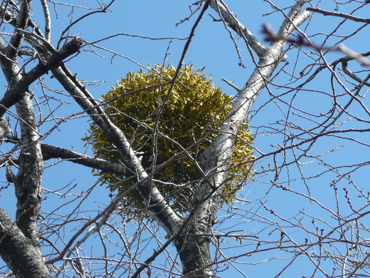 c0009528_2234180.jpg