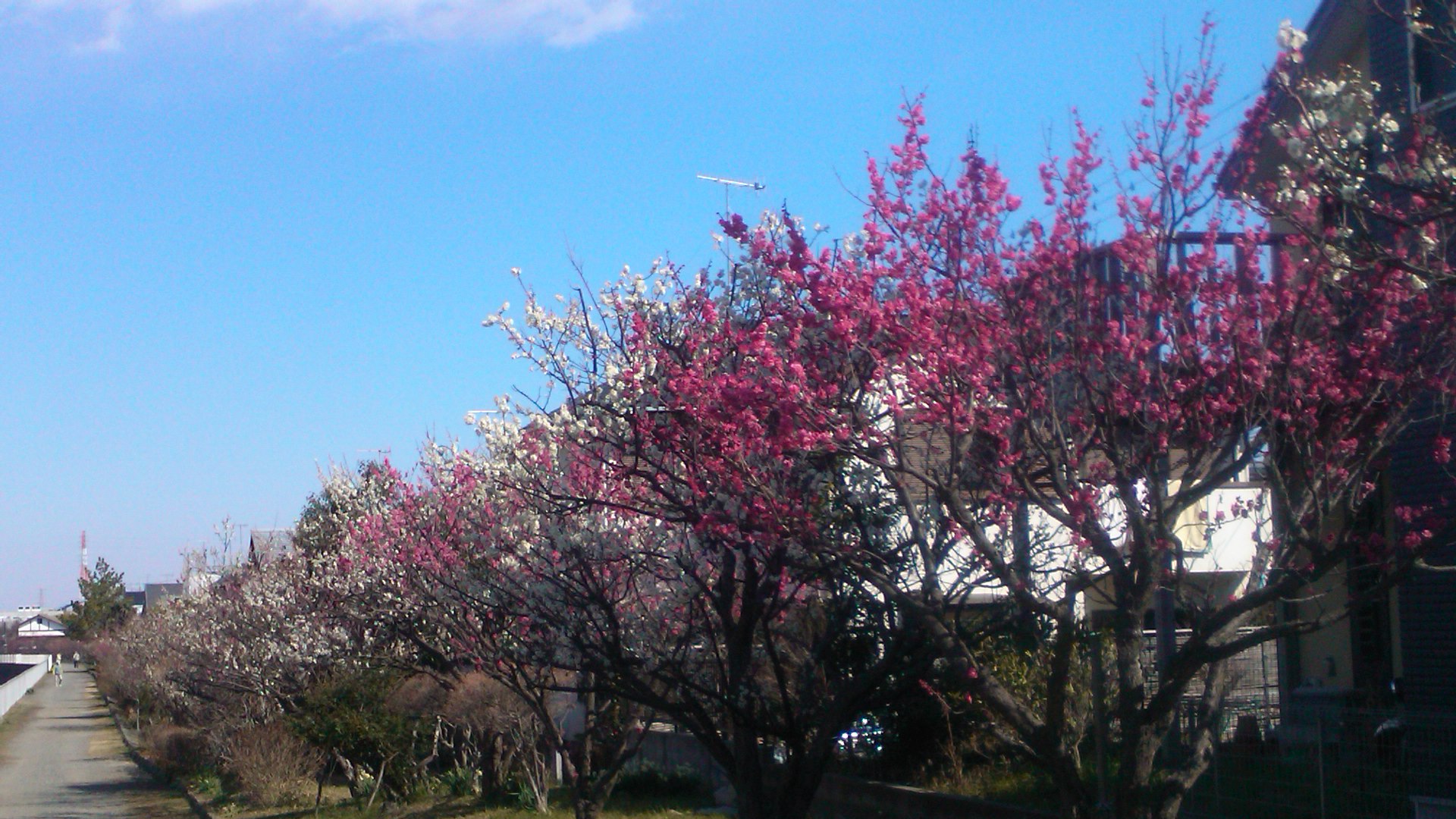 梅や桜の開花が遅れています。_b0137932_10264286.jpg