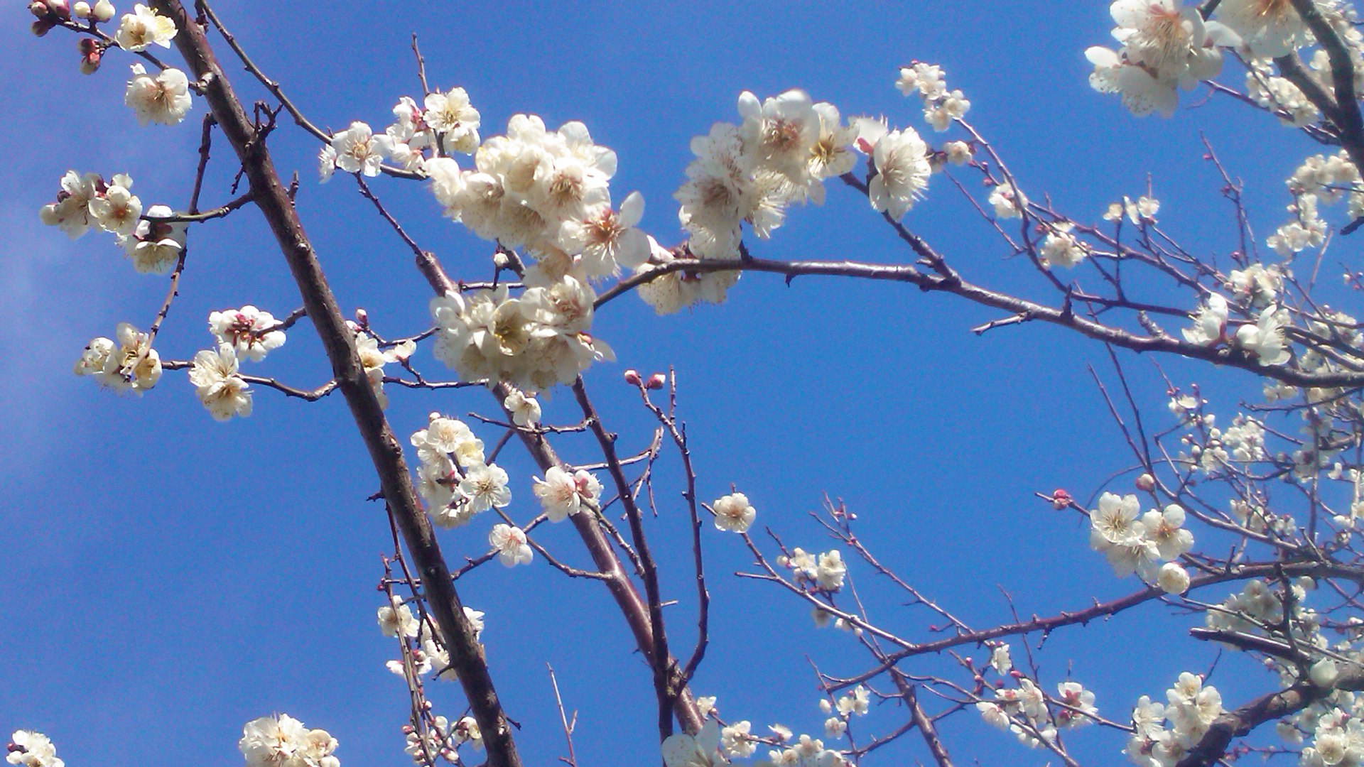 梅や桜の開花が遅れています。_b0137932_10271579.jpg