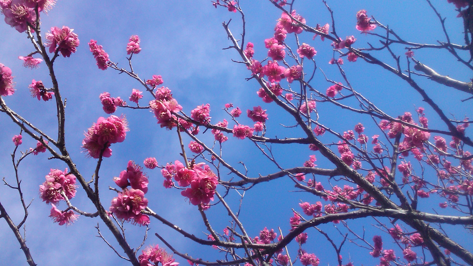 梅や桜の開花が遅れています。_b0137932_10273535.jpg