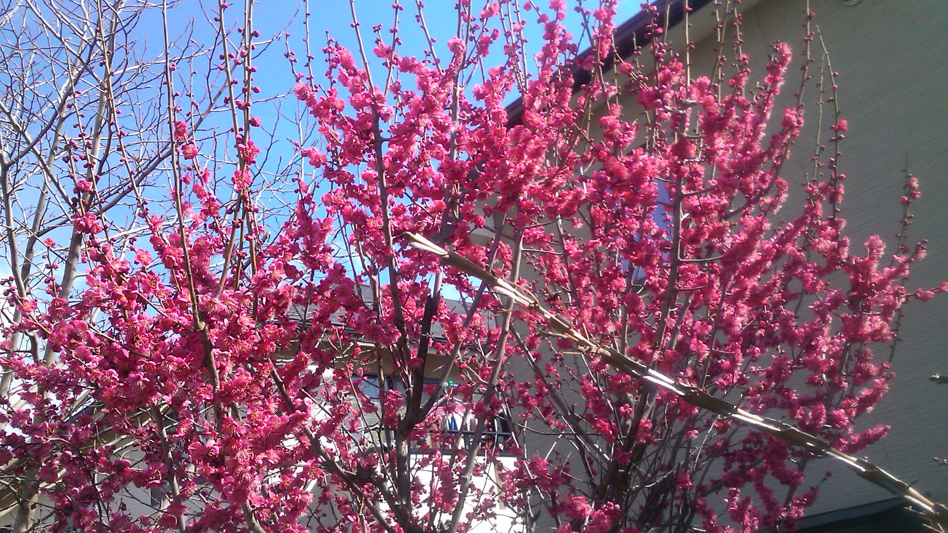 梅や桜の開花が遅れています。_b0137932_10283384.jpg