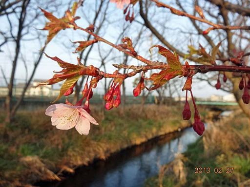 静岡だより　25- 2 * 10  [ 早春 の 夕べ ]　　(小宮山)_b0012636_21502658.jpg