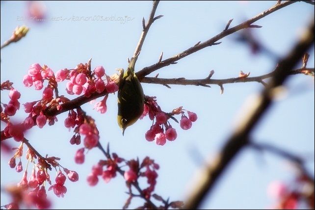 桃の花_a0134538_2092992.jpg