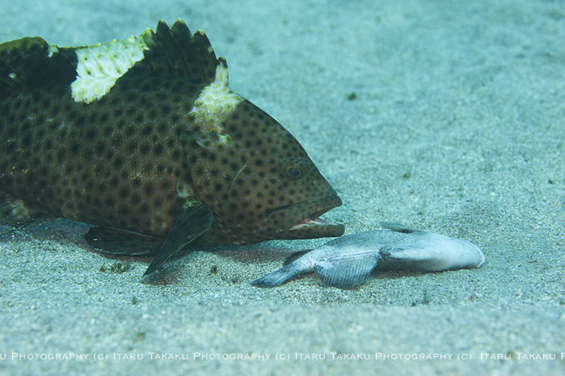 ヒドロ虫にウミウシ!_b0186442_2233847.jpg