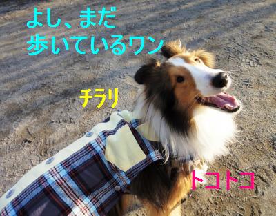ママより前を歩くなかれゲーム☆_e0195743_10154081.jpg