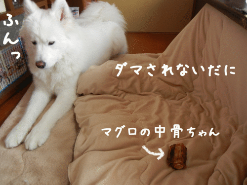 a0269552_1123154.gif