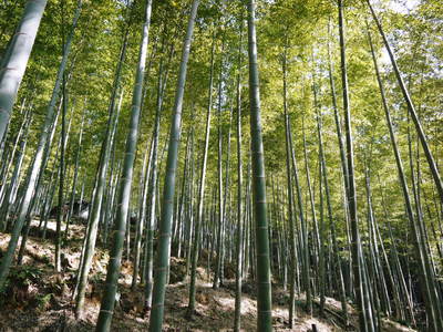 幻の白い｢長生たけのこ｣　竹林の徹底管理と伐採竹の再利用_a0254656_18245096.jpg