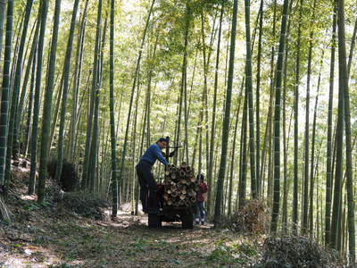 幻の白い｢長生たけのこ｣　竹林の徹底管理と伐採竹の再利用_a0254656_1841059.jpg