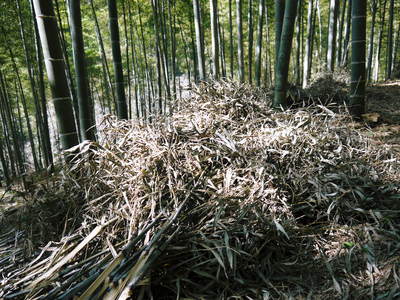 幻の白い｢長生たけのこ｣　竹林の徹底管理と伐採竹の再利用_a0254656_18583010.jpg