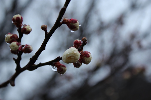 2013.2.25茨城県水戸市_e0239458_21115293.jpg