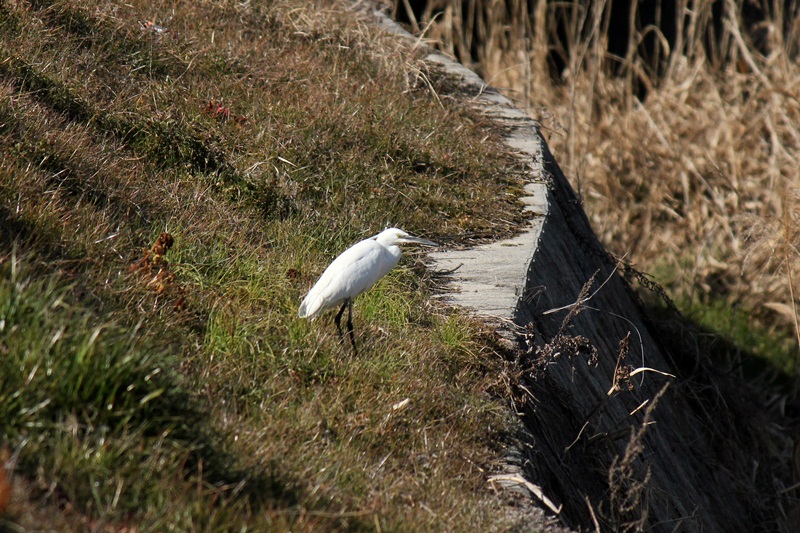 黒瀬川　２月２５日の鳥_a0183666_41345.jpg