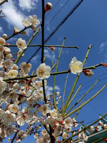 近所の花 ～ 水仙、梅_e0045768_21461852.jpg