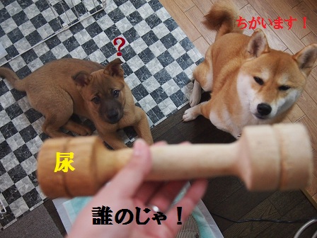 犯人は誰だ！？_f0253473_11523894.jpg