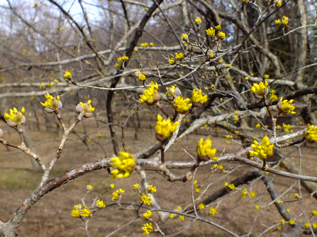 ２月２２日　神代植物公園・その他の花_e0145782_6272611.jpg