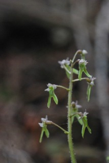 愛知県の植物相の特徴 山野草の想い