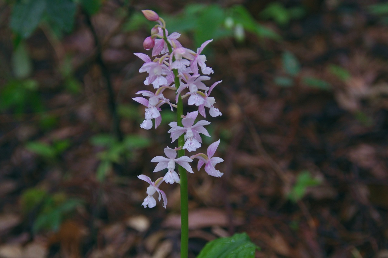 b0174905_2074153.jpg