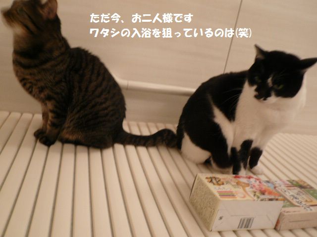 e0094407_35998.jpg