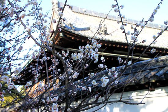 島原から久留米へ2 梅林寺満開_e0048413_1842747.jpg