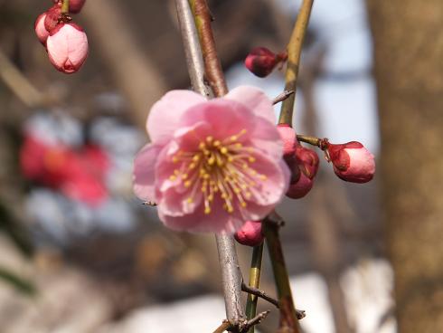 神戸から春のお便り_a0114314_157275.jpg