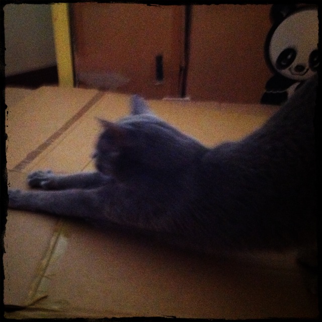 猫とぱんだ_e0132518_236585.jpg