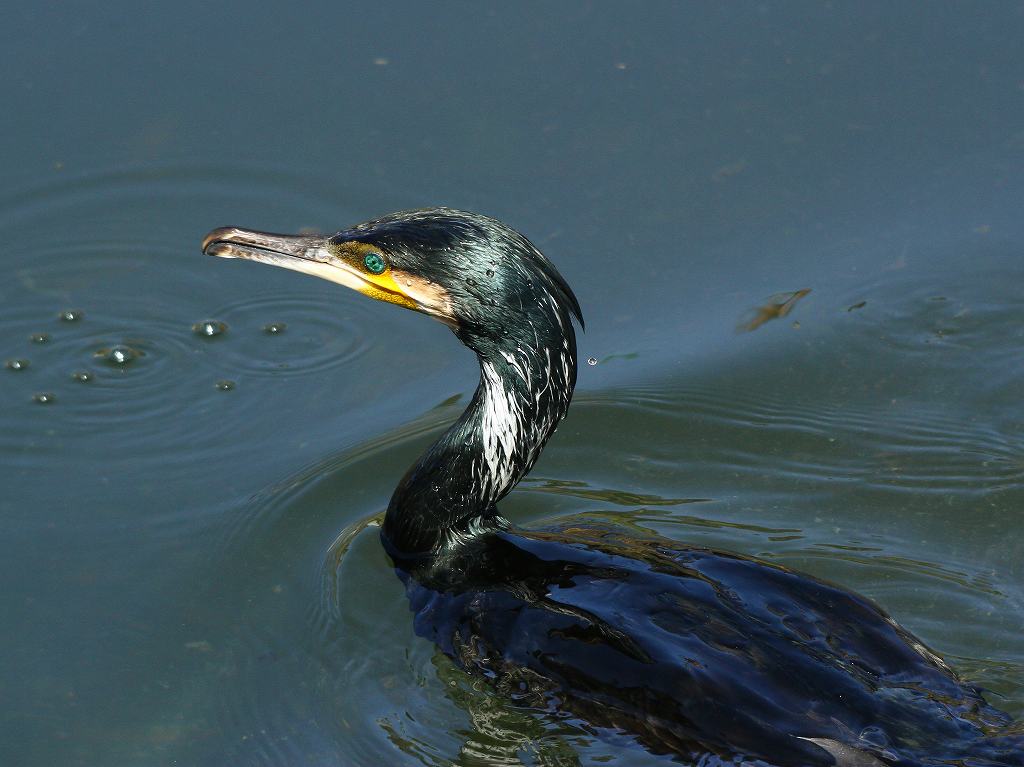 カワウ、黒目川の小魚を食い尽くす？_e0293921_211264.jpg