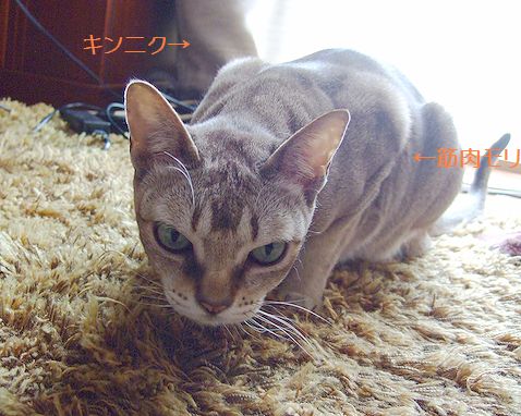 筋肉質?_c0060128_158446.jpg