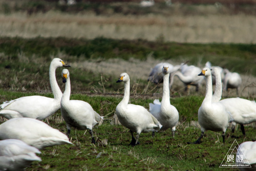 307 宍道湖西岸なぎさ公園 ~初ヘラサギ~_c0211532_17113099.jpg