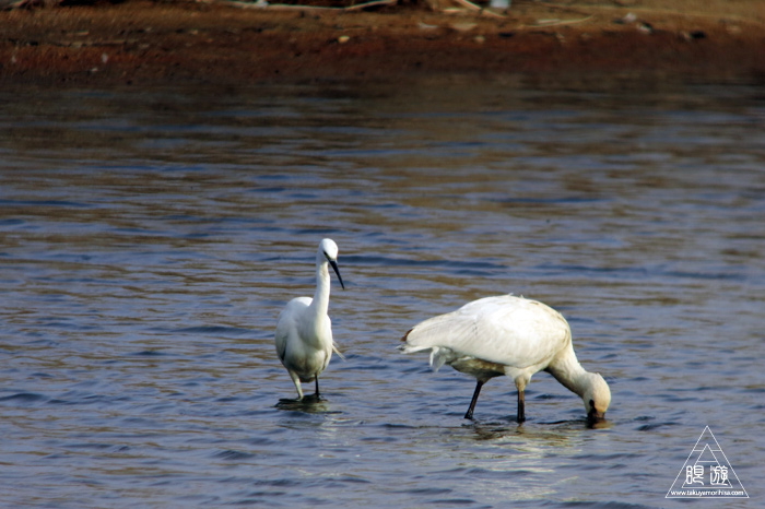 307 宍道湖西岸なぎさ公園 ~初ヘラサギ~_c0211532_17245240.jpg