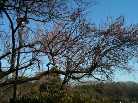 善福寺公園(2月28日)_e0213636_15322652.jpg