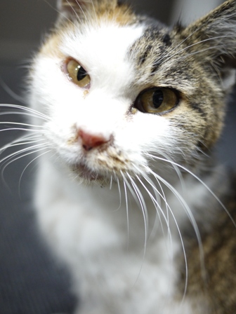 そと猫のお友だち でっちちゃん編。_a0143140_2351774.jpg