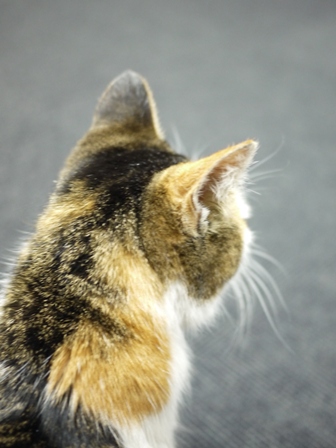 そと猫のお友だち でっちちゃん編。_a0143140_23583746.jpg
