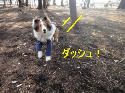 あなたの愛犬は体のどこを触ってもOKですか・・・ダメデシタ_e0195743_16241258.jpg