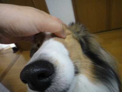 あなたの愛犬は体のどこを触ってもOKですか・・・ダメデシタ_e0195743_16253870.jpg