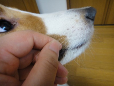 あなたの愛犬は体のどこを触ってもOKですか･･･ﾀﾞﾒﾃﾞｼﾀ_e0195743_16254966.jpg