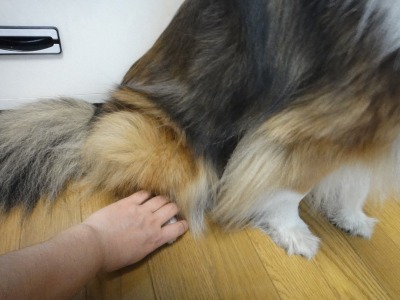 あなたの愛犬は体のどこを触ってもOKですか･･･ﾀﾞﾒﾃﾞｼﾀ_e0195743_16264892.jpg