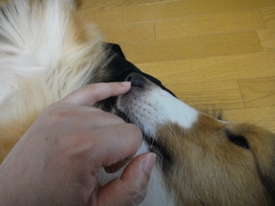 あなたの愛犬は体のどこを触ってもOKですか･･･ﾀﾞﾒﾃﾞｼﾀ_e0195743_16272176.jpg