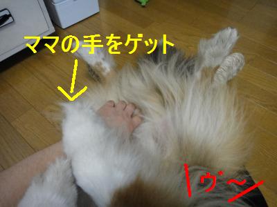 あなたの愛犬は体のどこを触ってもOKですか･･･ﾀﾞﾒﾃﾞｼﾀ_e0195743_16274838.jpg