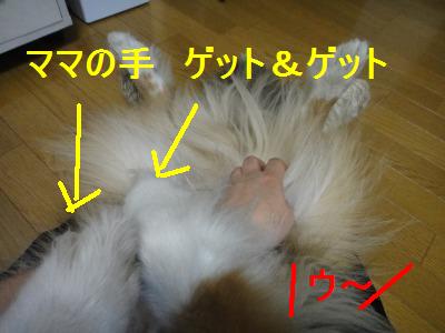あなたの愛犬は体のどこを触ってもOKですか･･･ﾀﾞﾒﾃﾞｼﾀ_e0195743_16275970.jpg