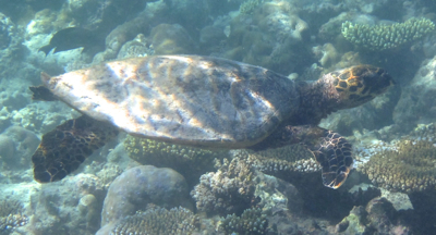 Dusit Thani Maldives ハウスリーフでシュノーケル、その1♪_f0190653_12251060.jpg